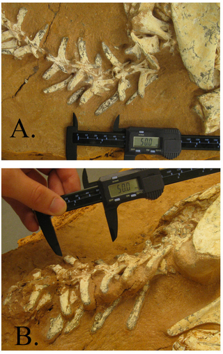 Illustration for article titled Major Clues About the Sex Lives of Oviraptors